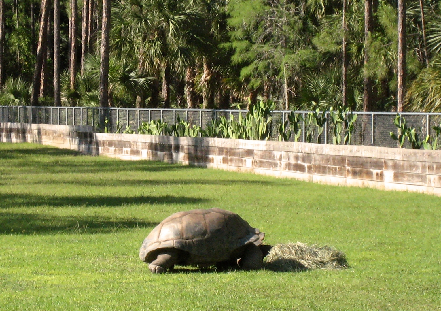 Aldabra Breeders