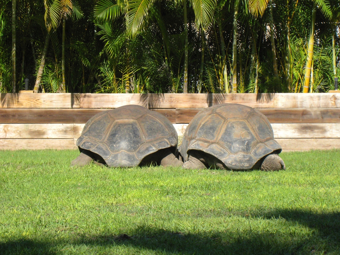 Aldabra Breeders