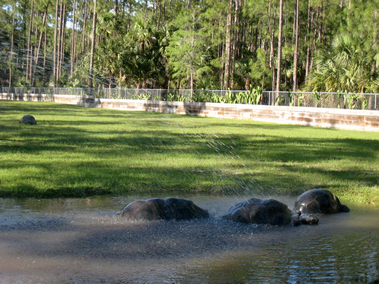 Aldabra Breeders
