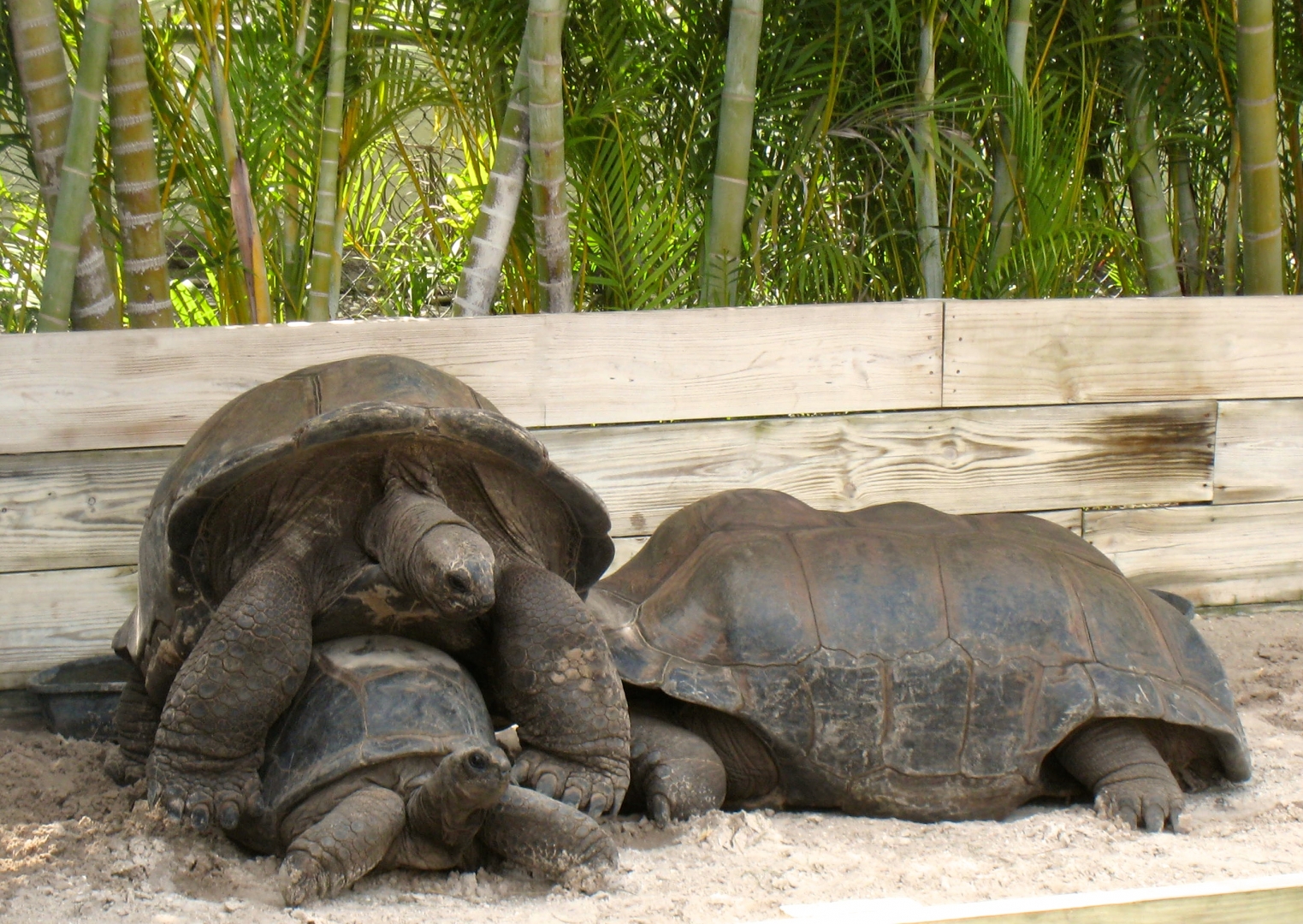 Aldabra Breeders