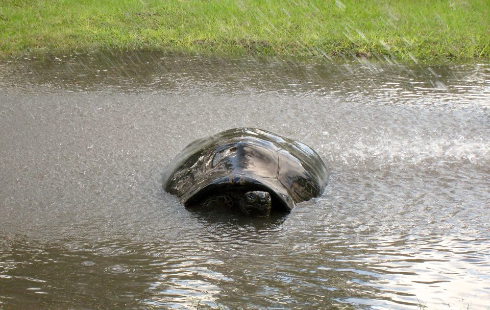 Aldabra Breeders