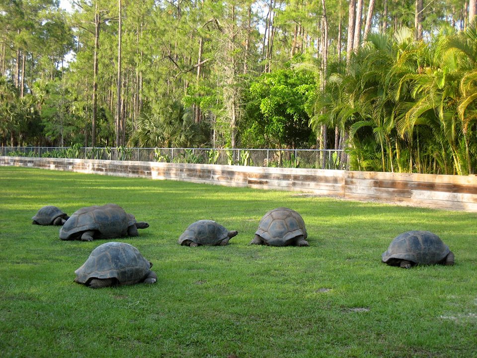 Aldabra Breeders