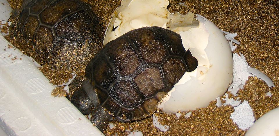 Aldabra Breeders