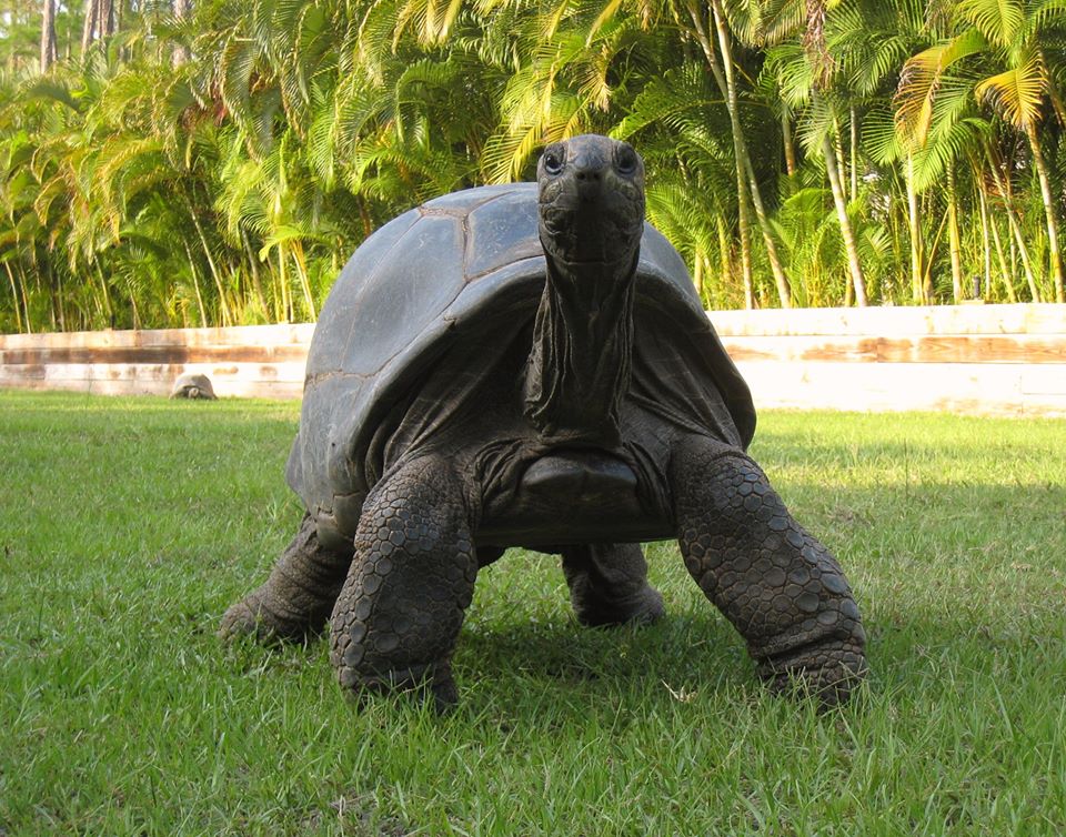 Aldabra Breeders