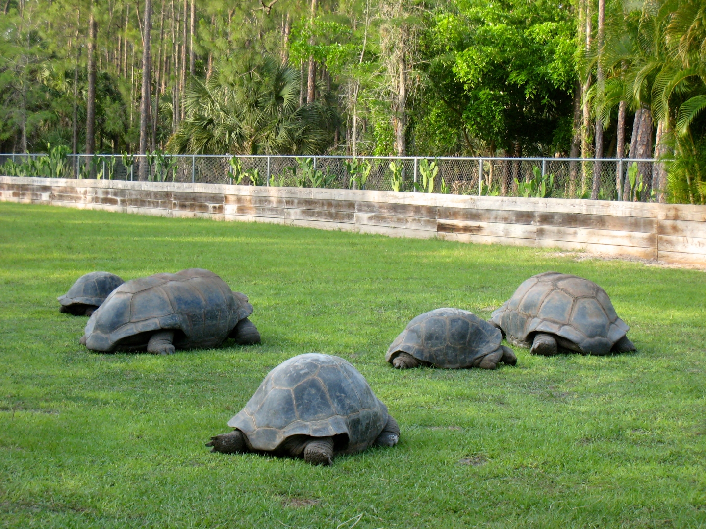 Aldabra Breeders