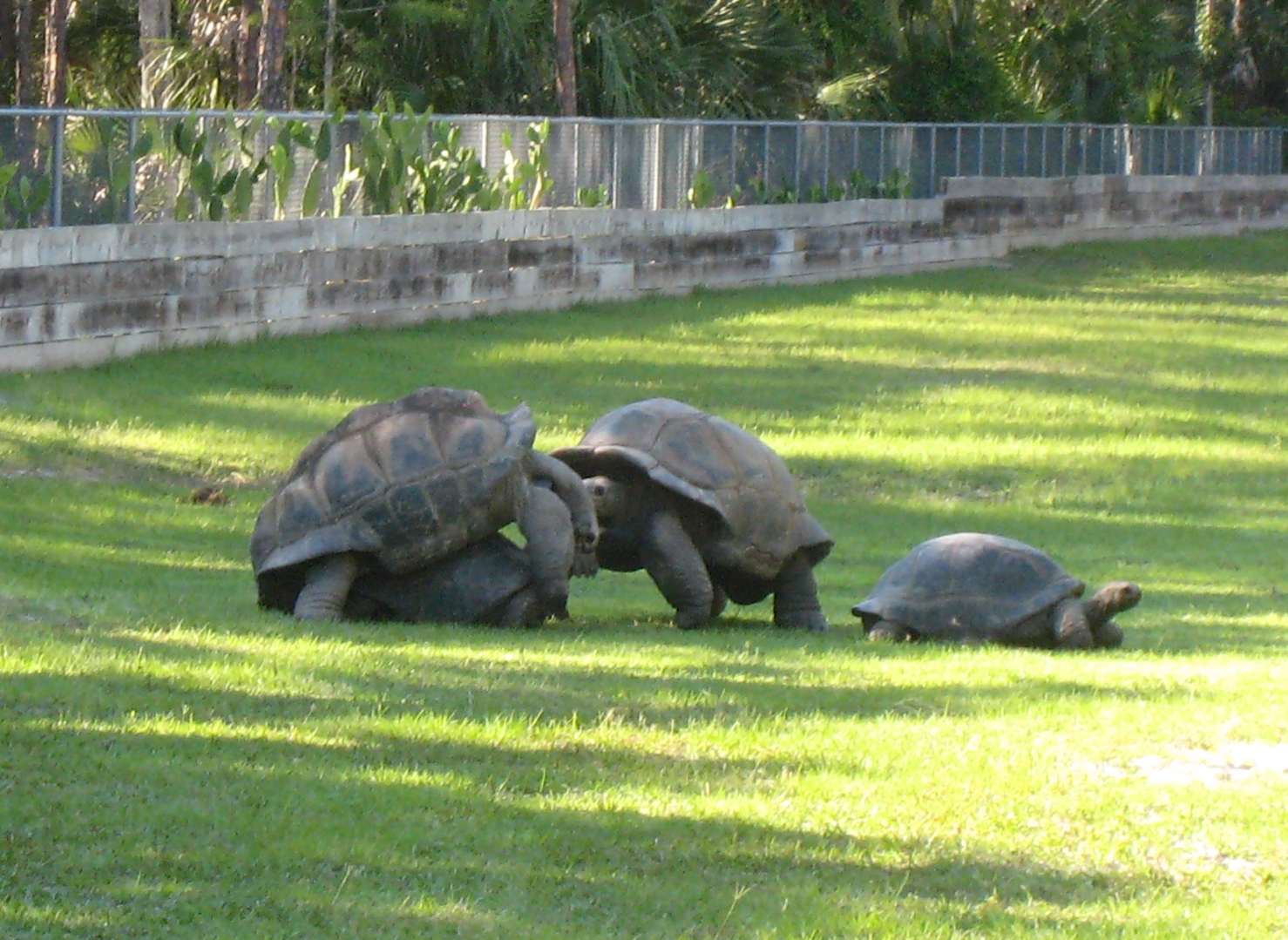 Aldabra Breeders