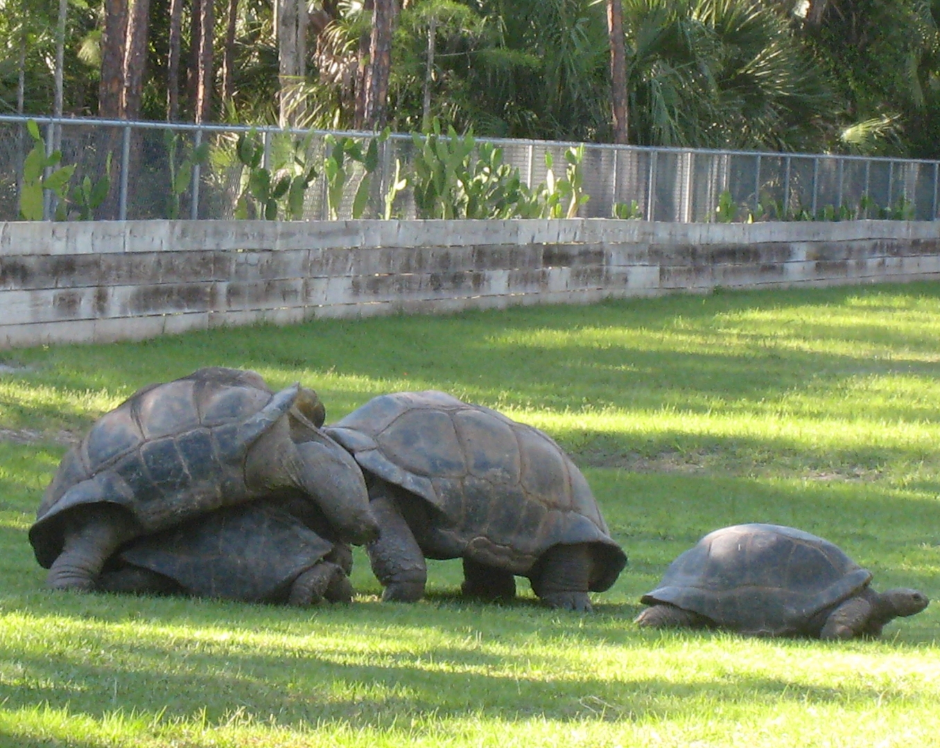 Aldabra Breeders