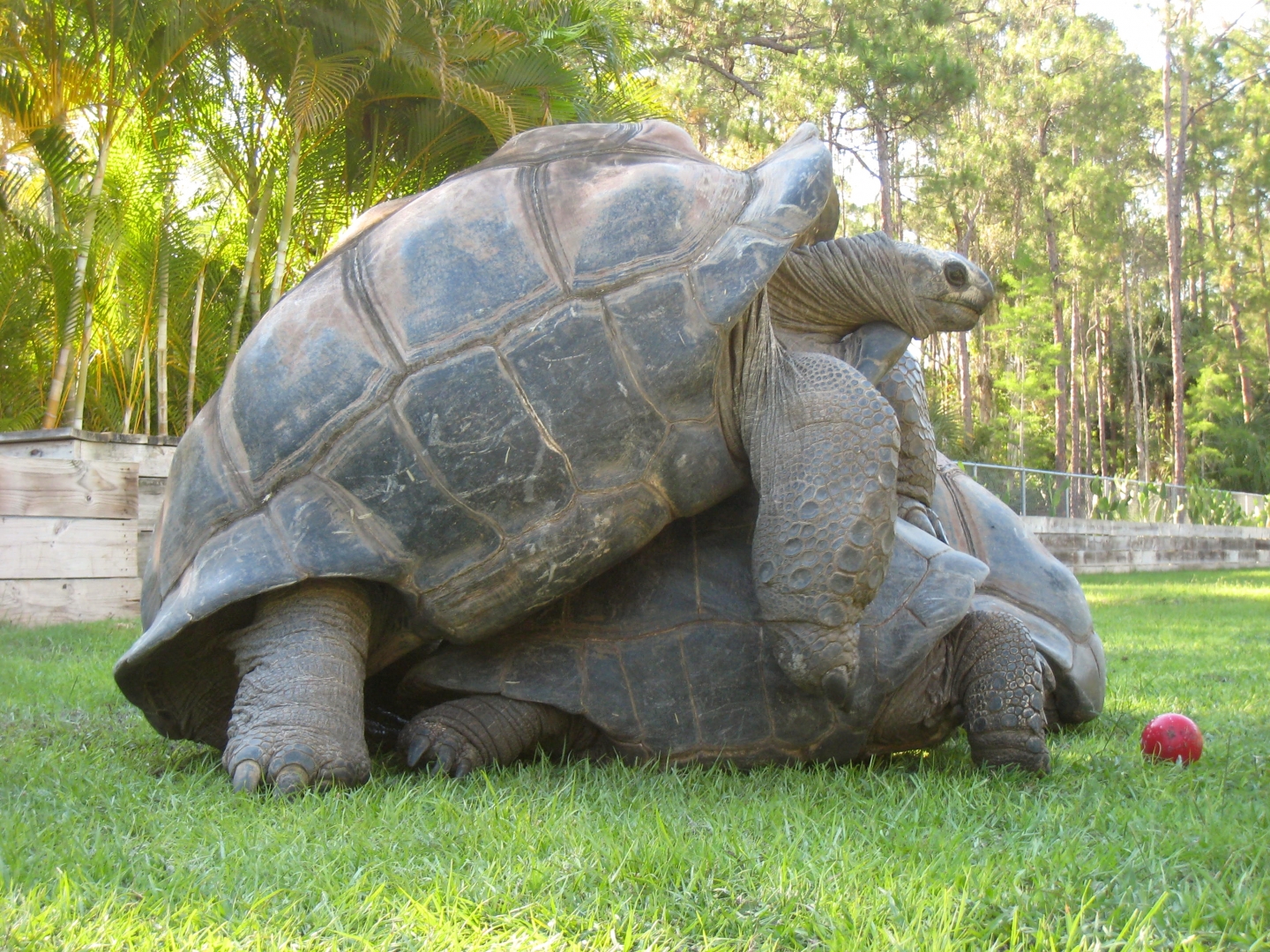 Aldabra Breeders