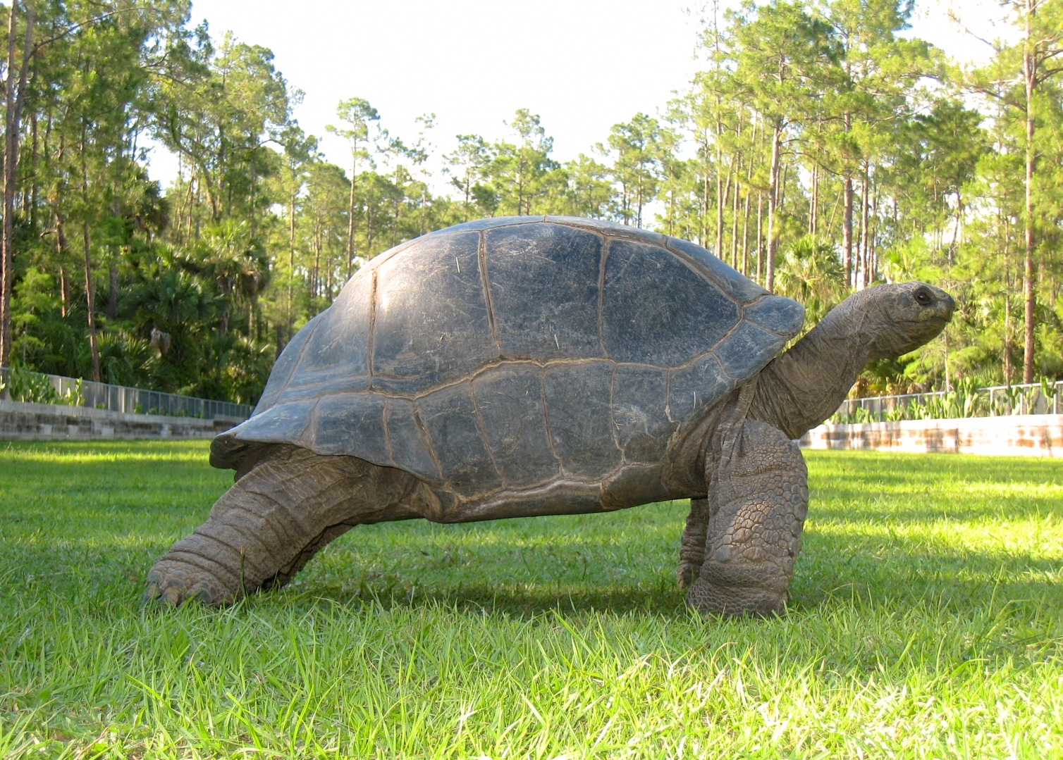 Aldabra Breeders