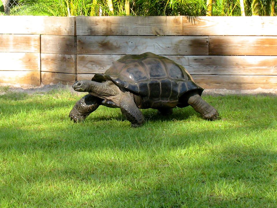 Aldabra Breeders