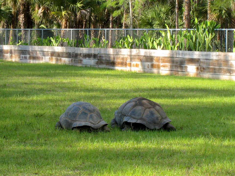 Aldabra Breeders