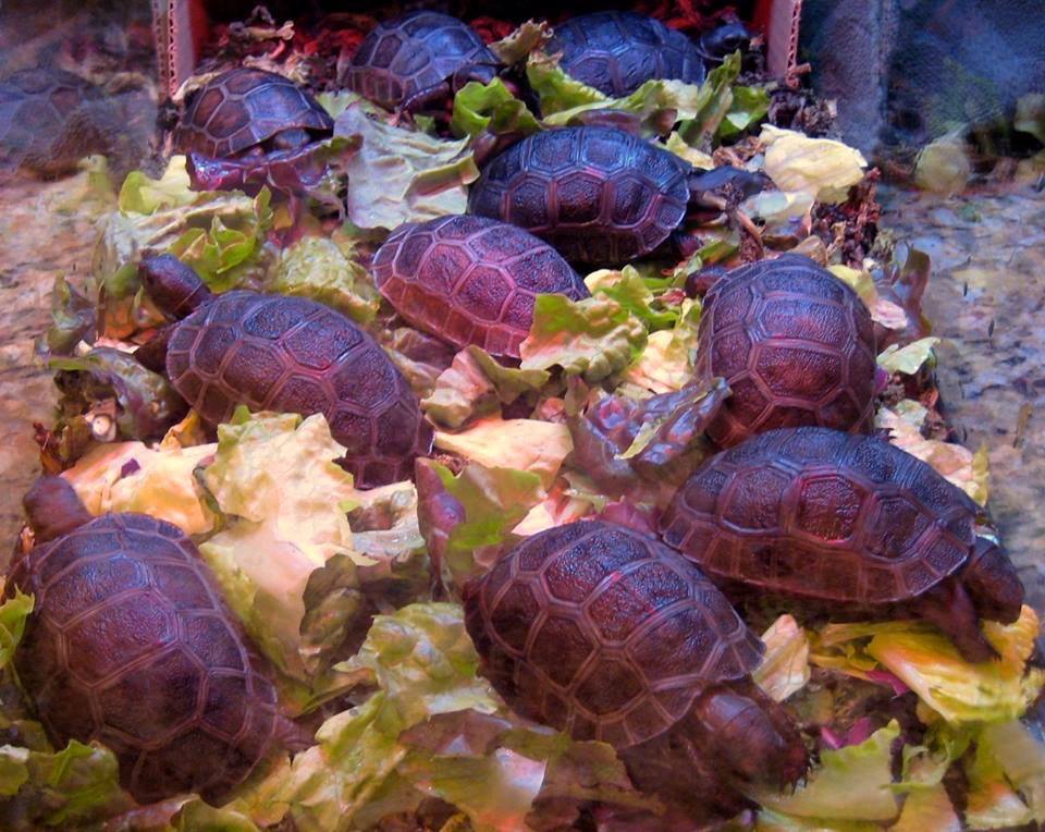 Aldabra Breeders