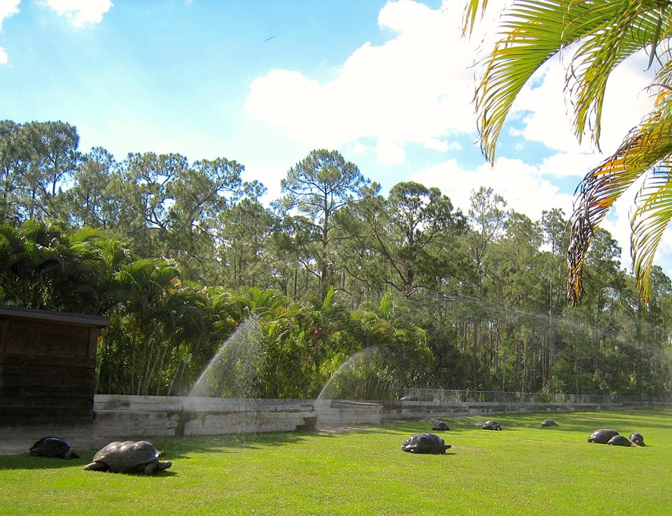 Aldabra Breeders