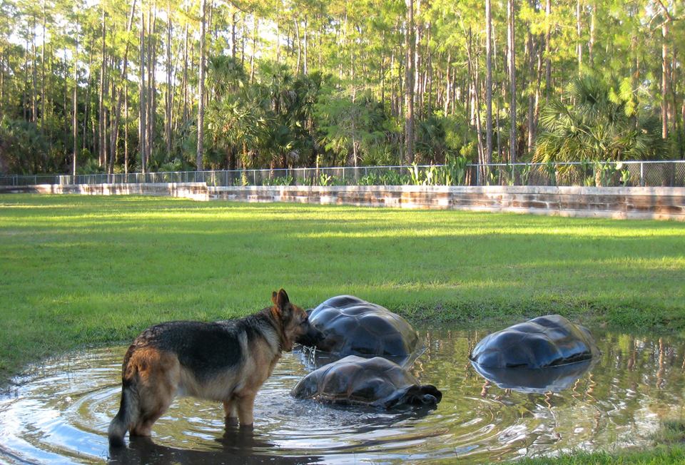Aldabra Breeders
