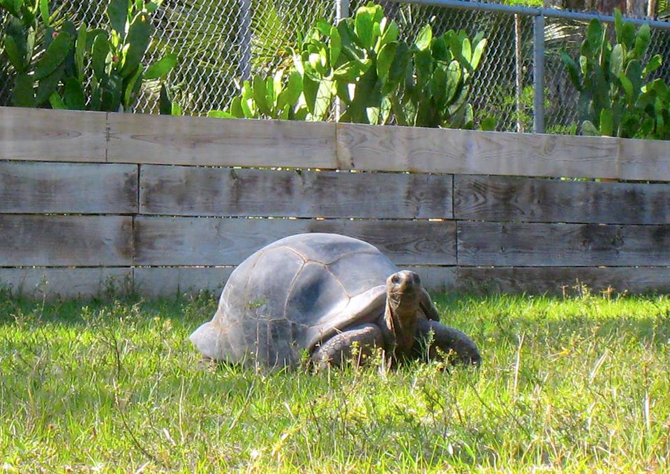 Aldabra Breeders