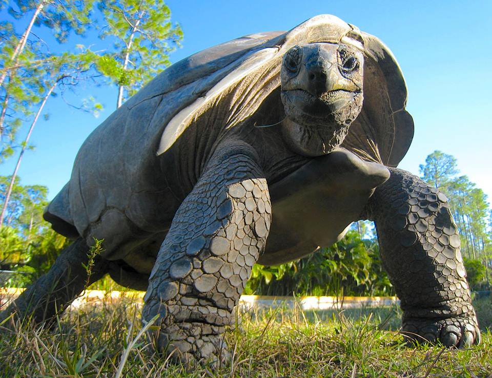 Aldabra Breeders