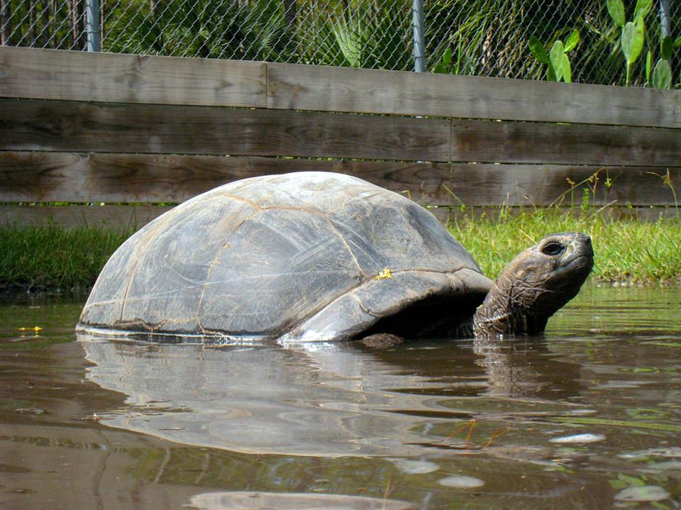 Aldabra Breeders