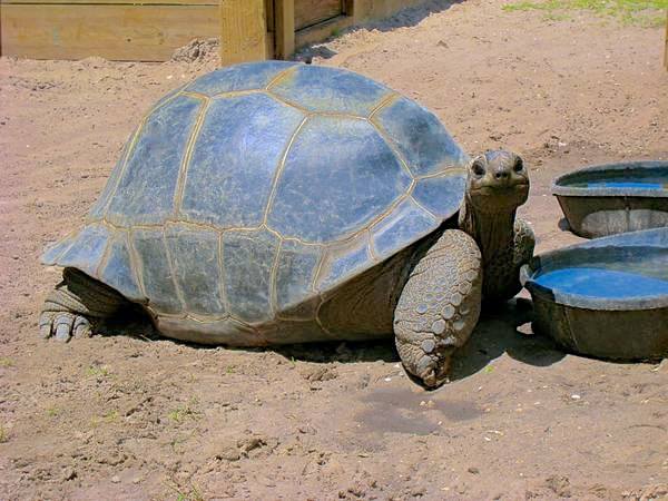 Aldabra Breeders