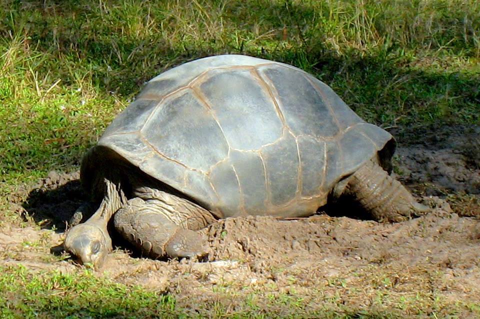 Aldabra Breeders