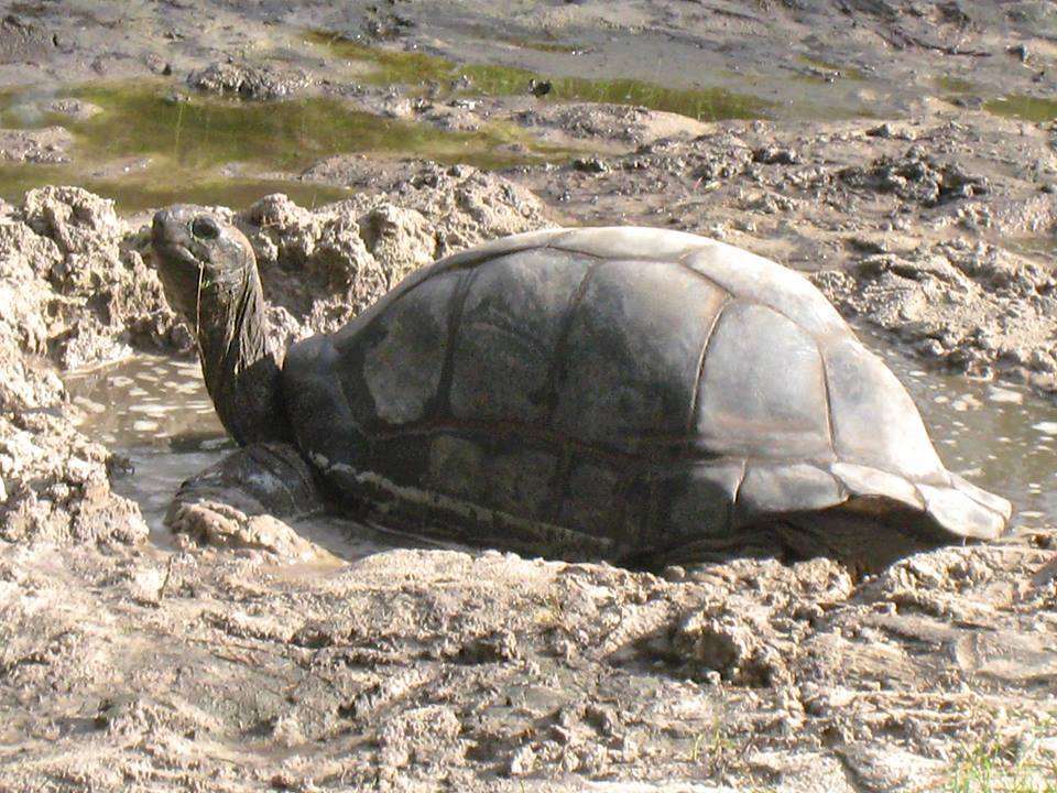 Aldabra Breeders