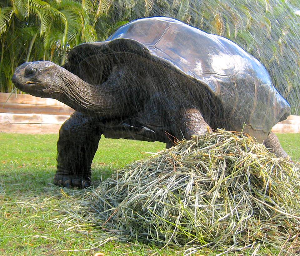 Aldabra Breeders