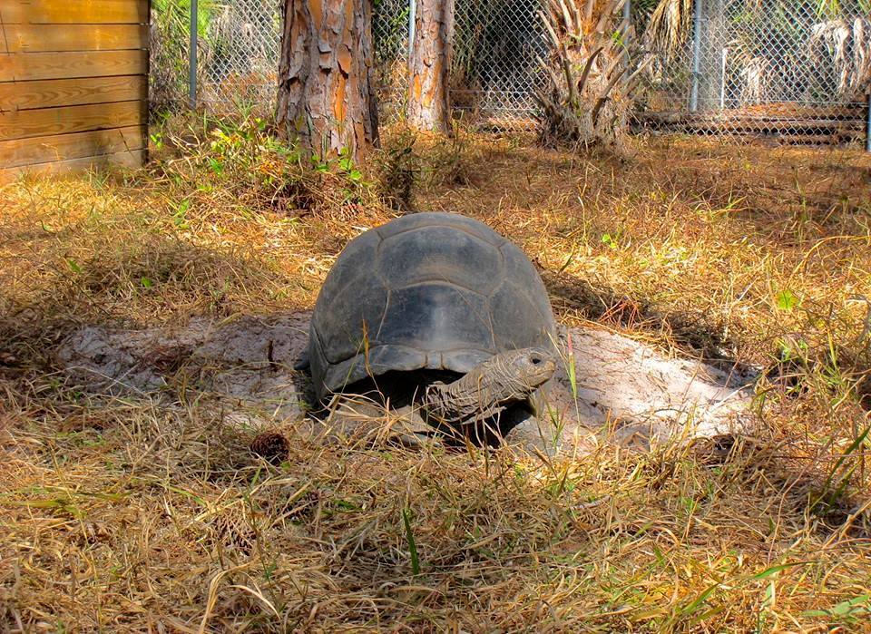 Aldabra Breeders