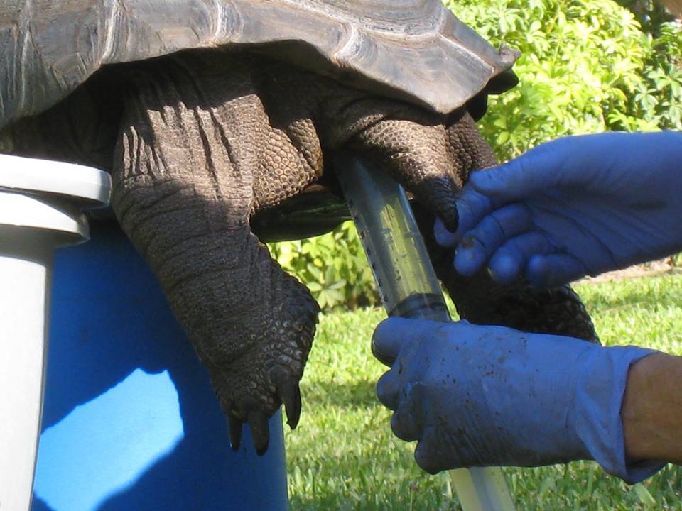 Aldabra Breeders