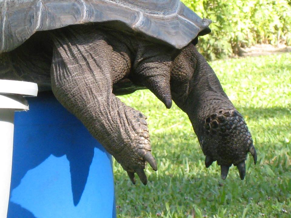 Aldabra Breeders