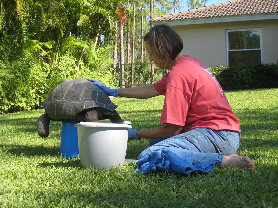 Aldabra Breeders