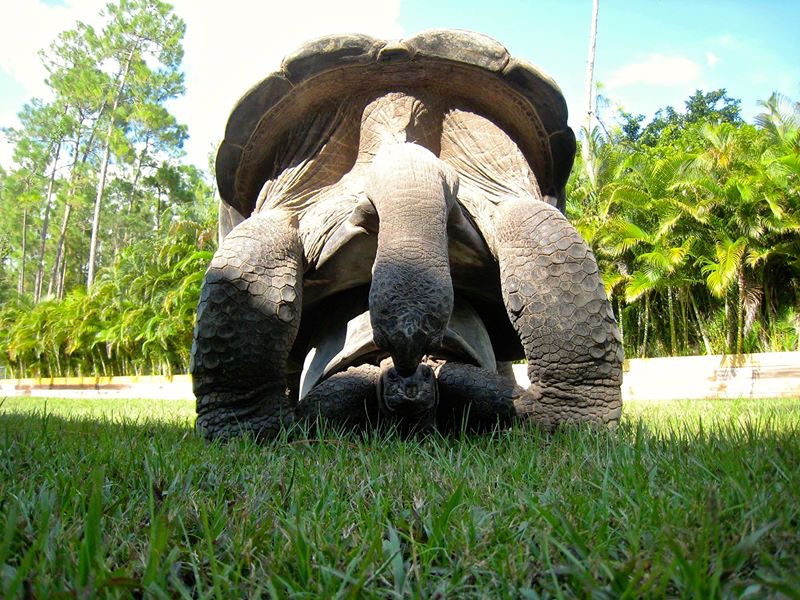 Aldabra Breeders