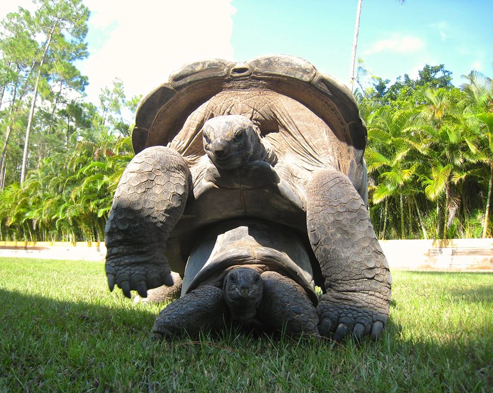 Aldabra Breeders