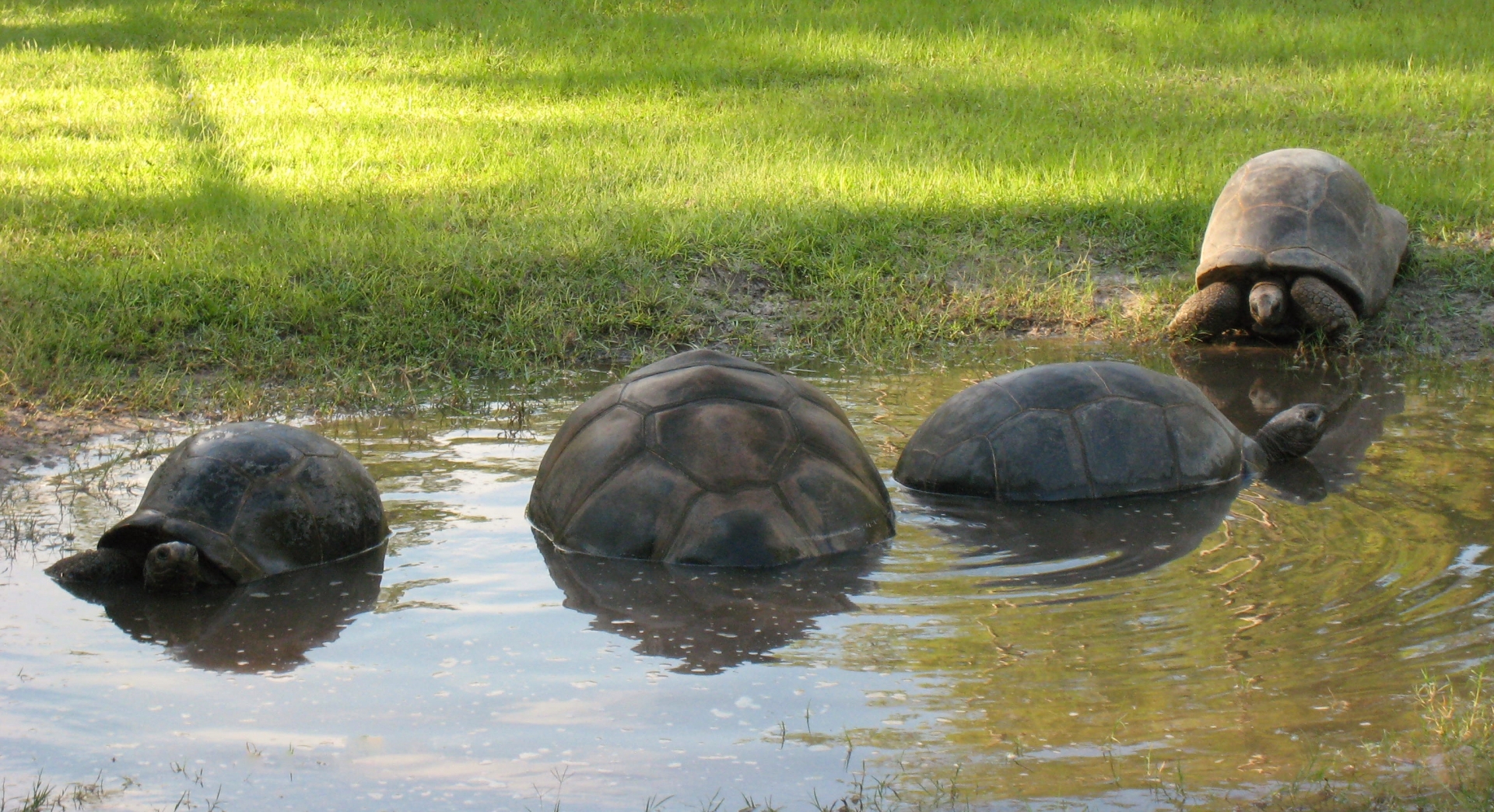 Aldabra Breeders