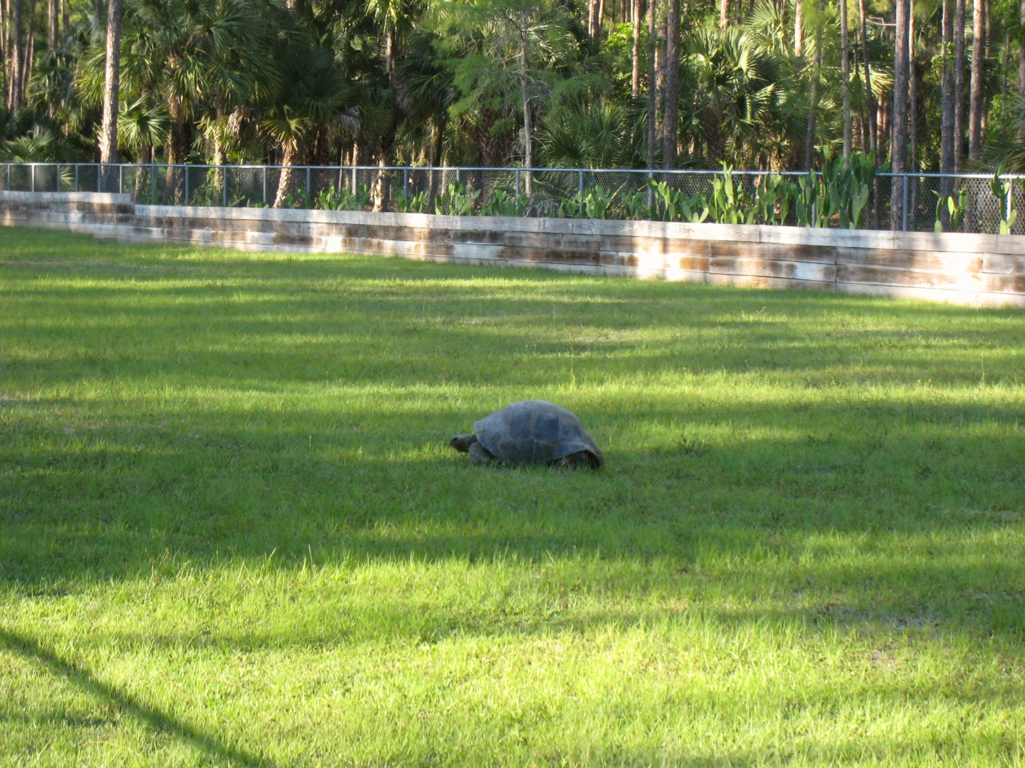 Aldabra Breeders