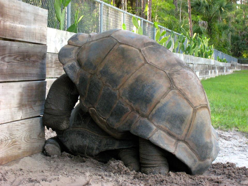 Aldabra Breeders