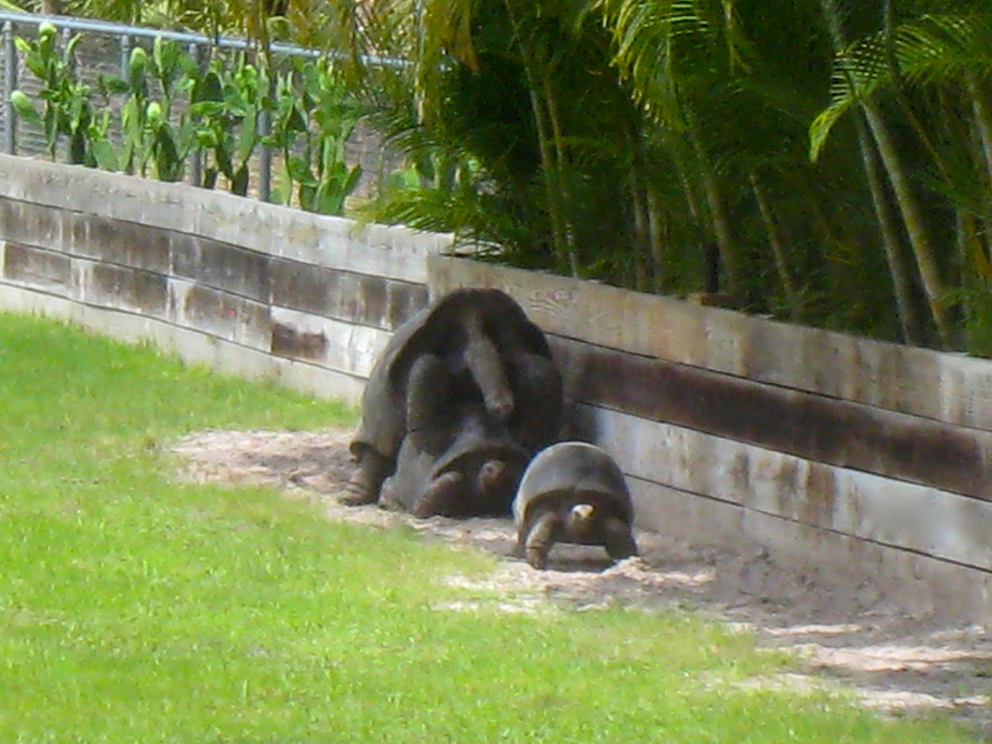 Aldabra Breeders