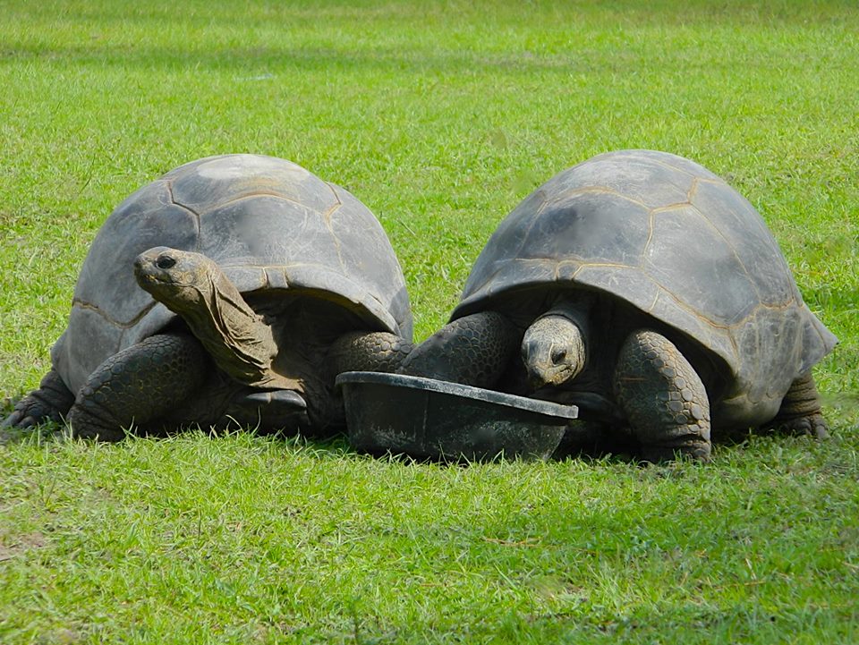 Aldabra Breeders