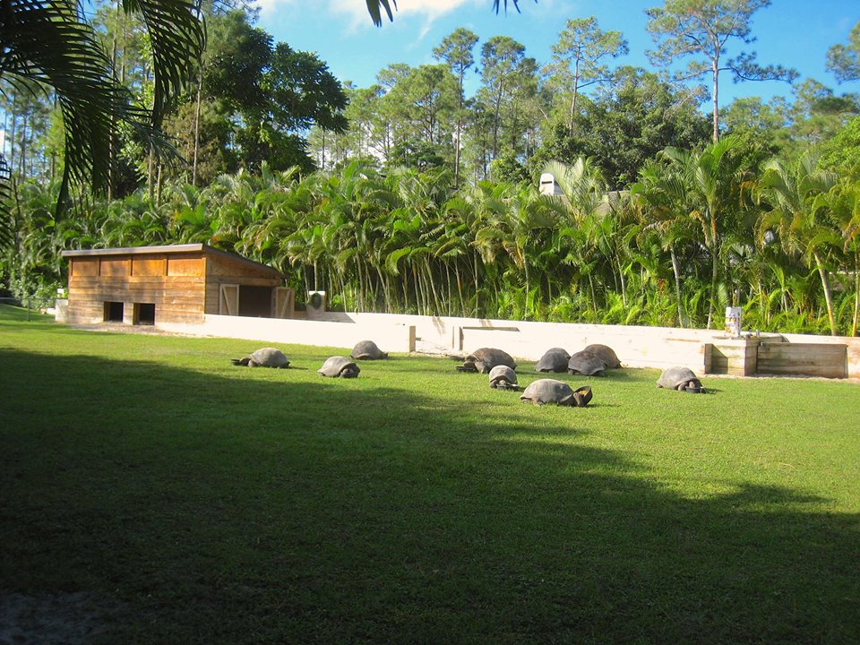 Aldabra Breeders