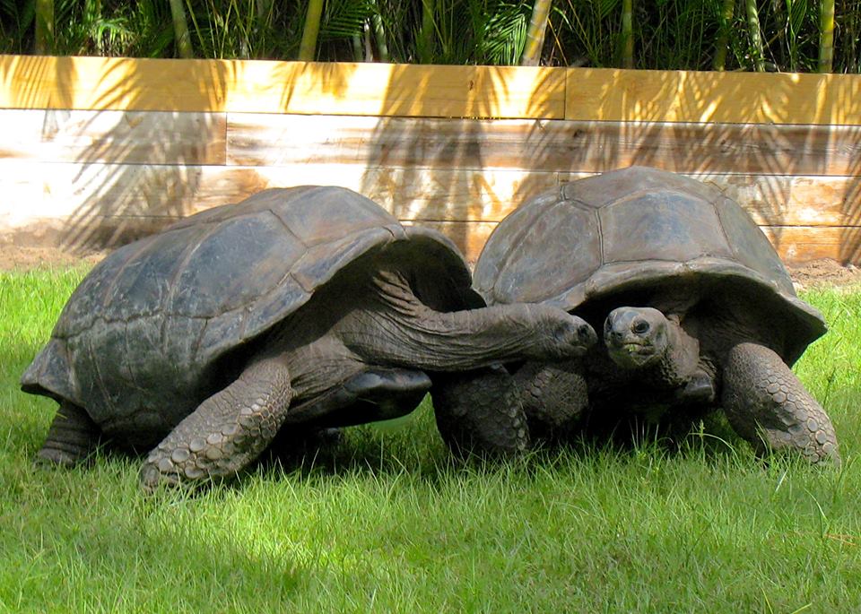 Aldabra Breeders
