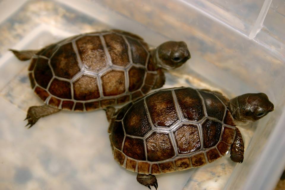 Aldabra Breeders