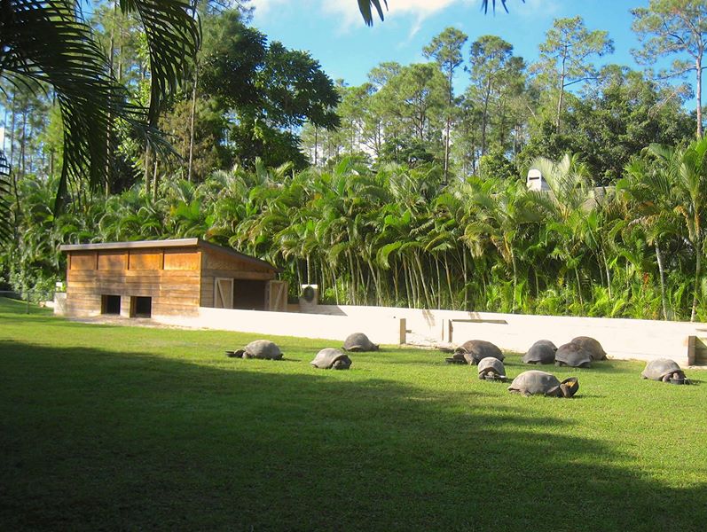 Aldabra Breeders