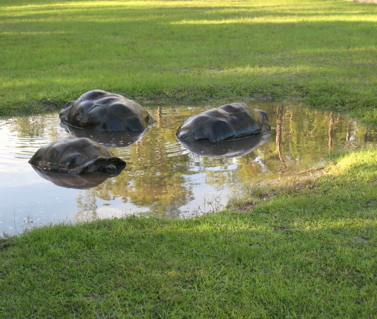 Aldabra Breeders