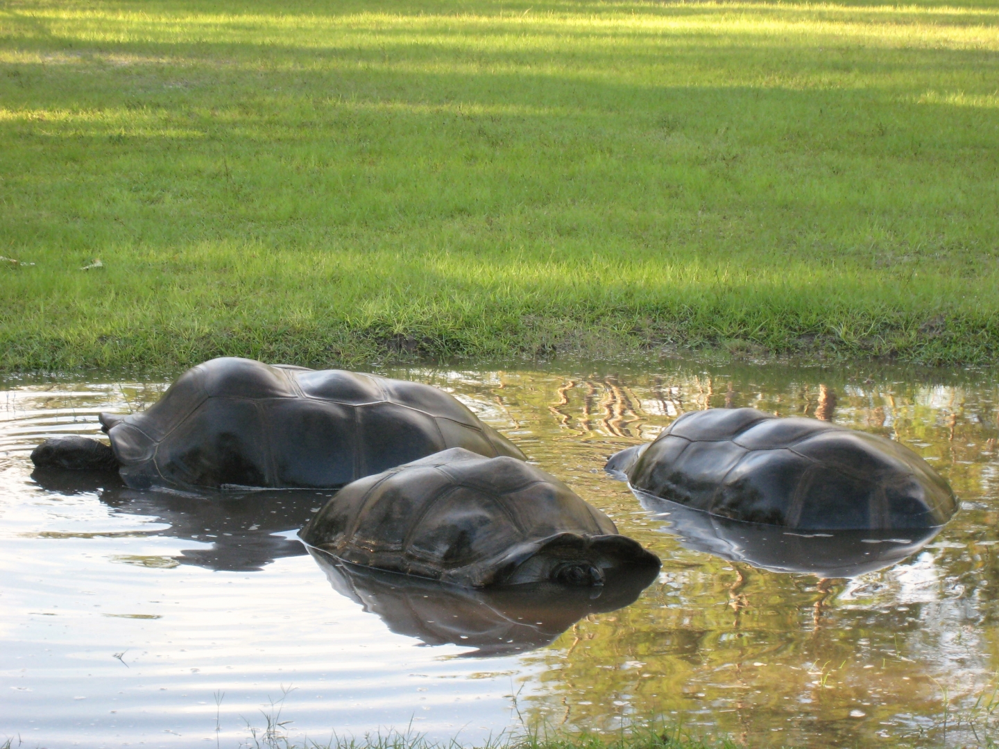 Aldabra Breeders