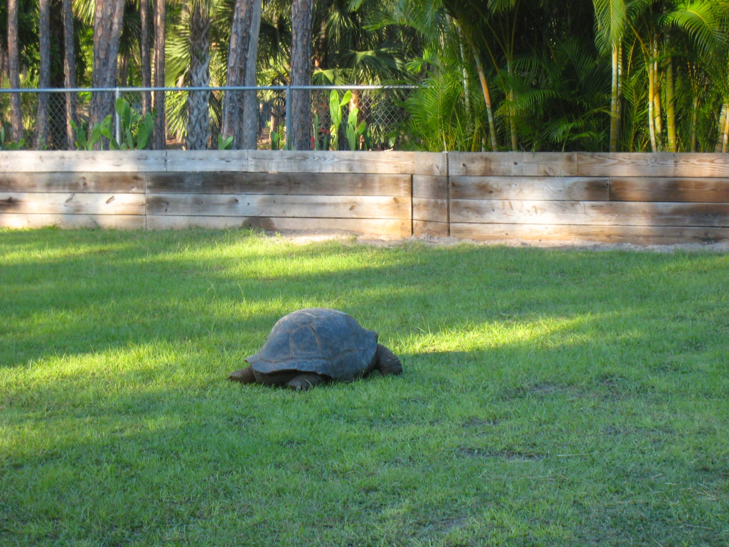 Aldabra Breeders