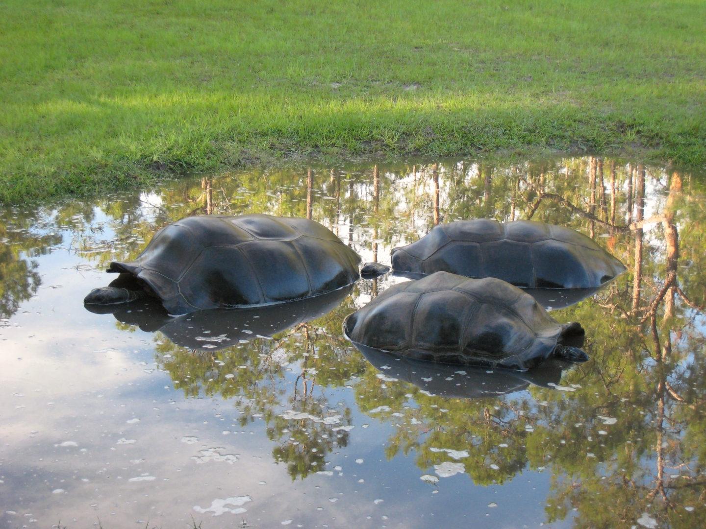 Aldabra Breeders