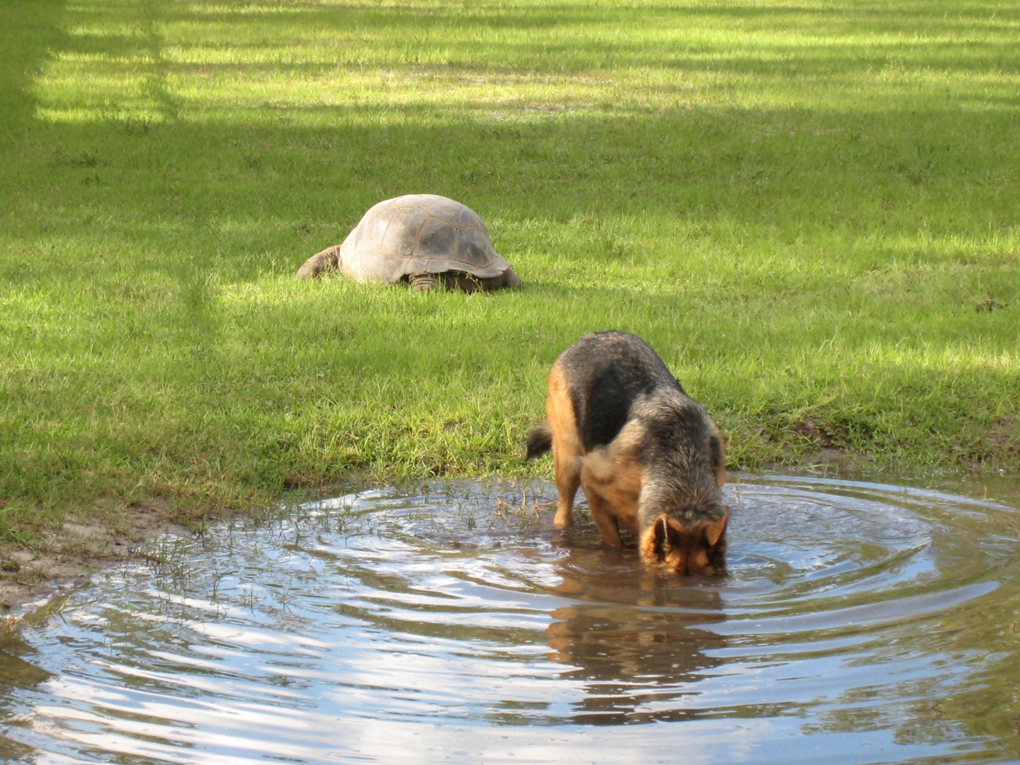 Aldabra Breeders