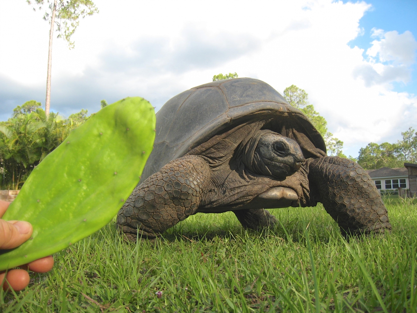 Aldabra Breeders