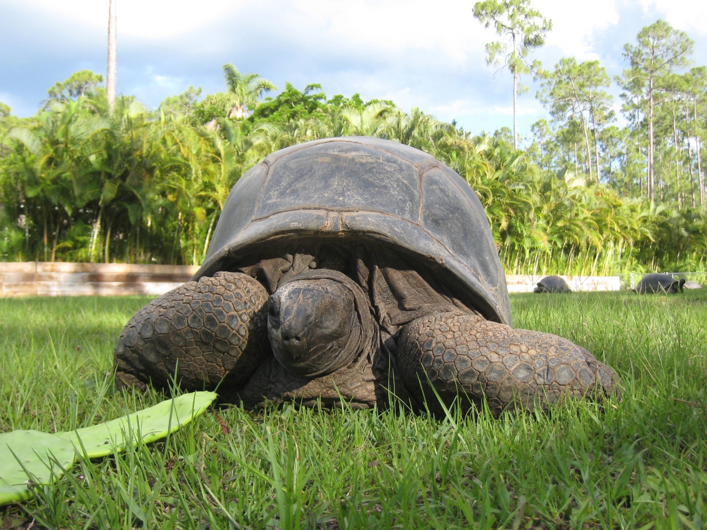 Aldabra Breeders