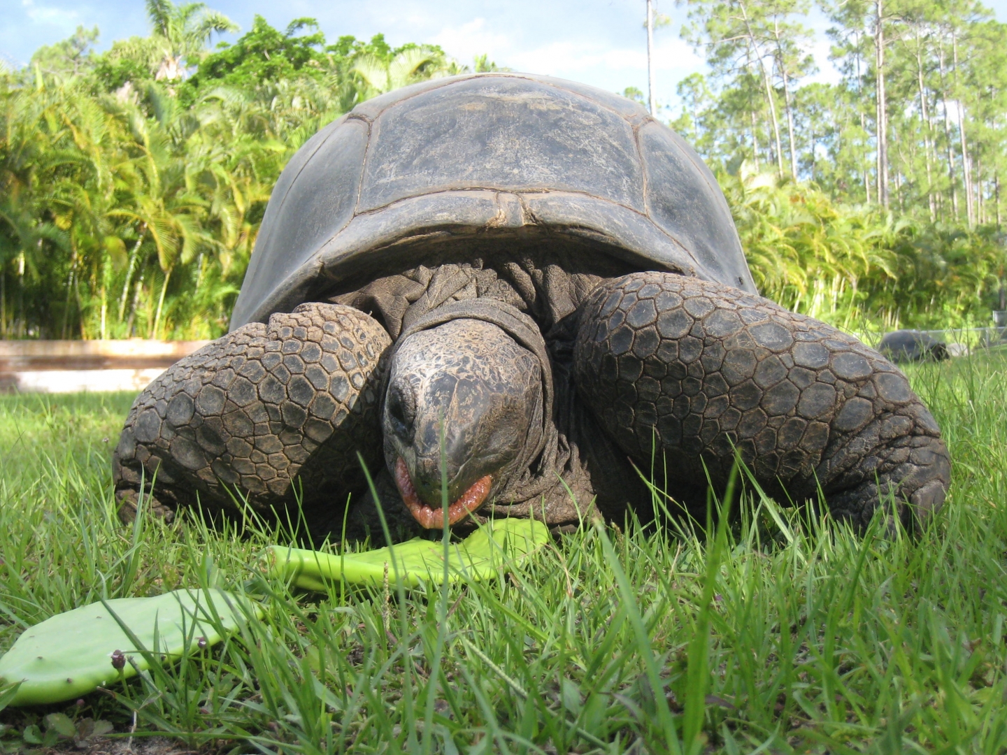 Aldabra Breeders