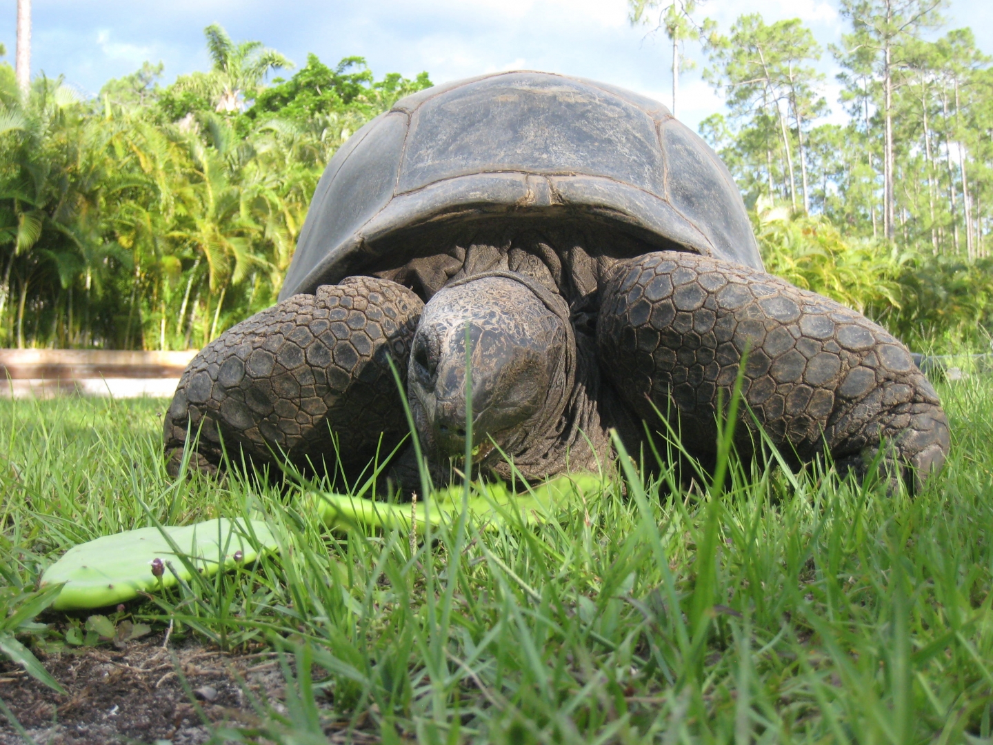 Aldabra Breeders