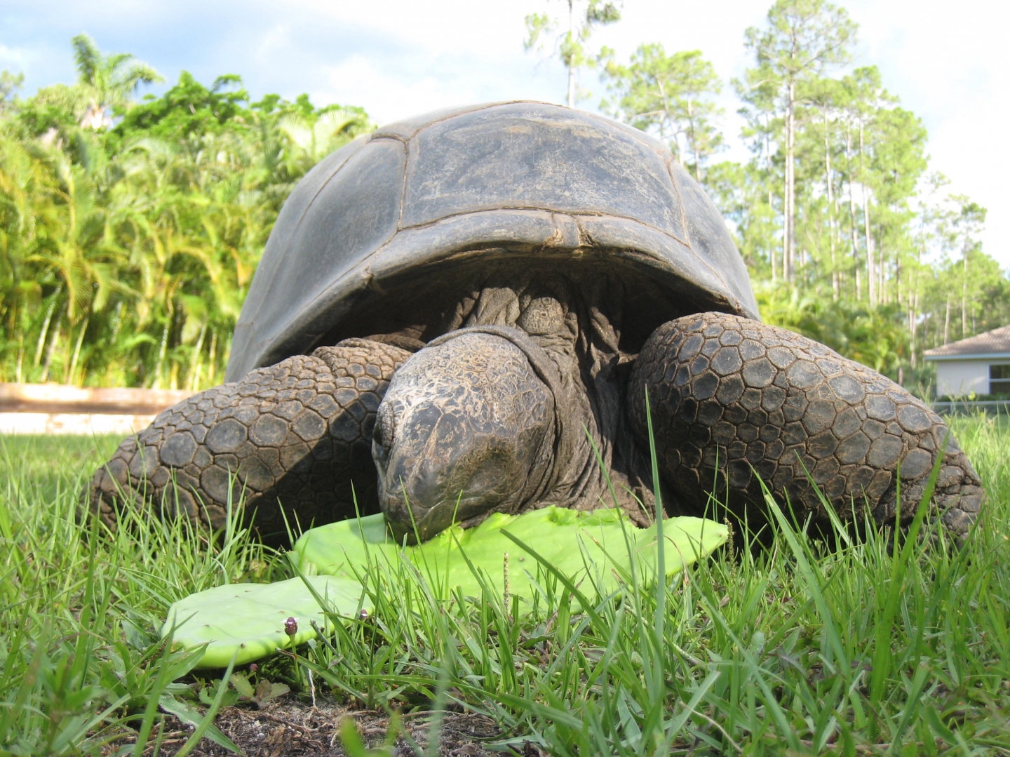 Aldabra Breeders